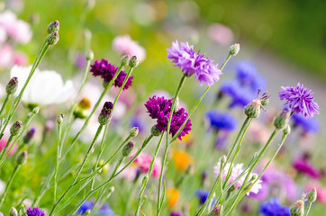 Bunte Kornblumen :)