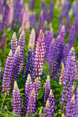 Wild Lupins