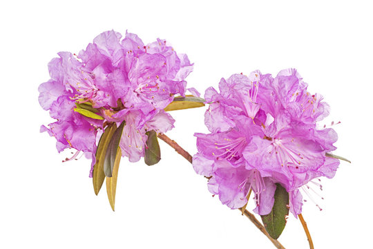 PJM Rhododendron