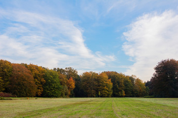 Herbstbäume und Grünfläche