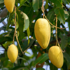 Mango fruits on a tree close-up