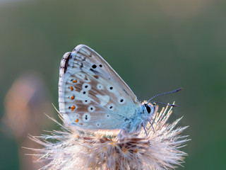 Gossamer Winged Butterfly