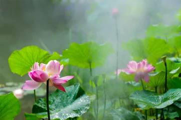 Photo sur Plexiglas fleur de lotus L& 39 étang, fleur de lotus en pleine floraison sous la bruine