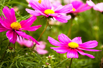 Obraz premium summer flowers