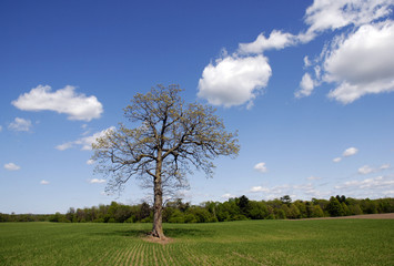 Fototapeta na wymiar Oak Tree Buds on Farm