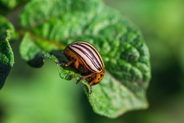 Colorado potato beetle