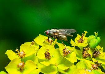 insect fly macro on the flowers