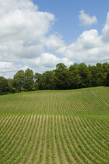 Fototapeta na wymiar Corn Field Vertical