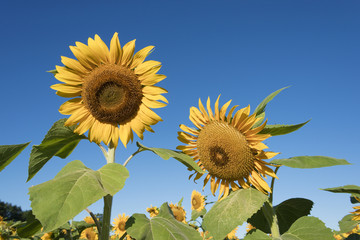 Two Sunflower Blossoms Closeup