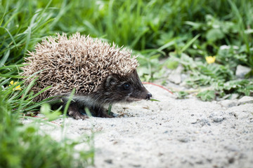 hedgehog walking in garden