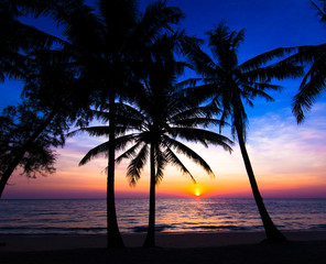 sunset on the beach.  Palm trees silhouette on sunset tropical b
