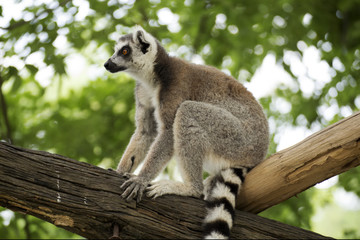 Ring-tailed lemur sitting © kungverylucky