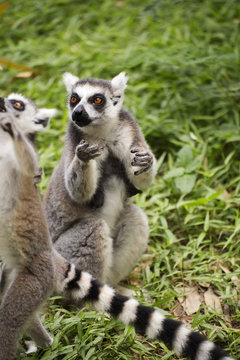 Ring-tailed lemur looking something