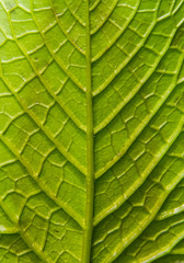 Green leaf texture