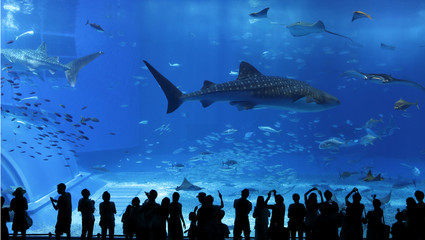 Obraz premium aquarium window in Okinawa, Japan