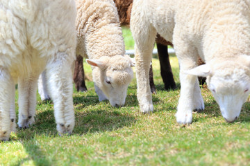 Obraz na płótnie Canvas 牧草を食べる子羊