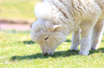 牧草を食べる子羊
