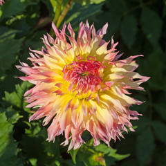 Dahlie