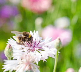 Summer: Bee on a white cornflower :)