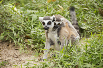 ring-tailed lemur with the small baby