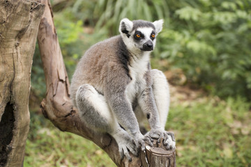 Ring-tailed lemur sitting