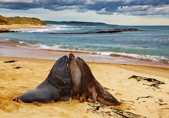 Obraz premium Sea lions
