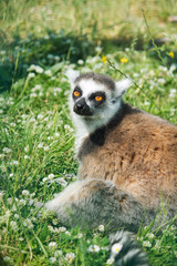 Lemur