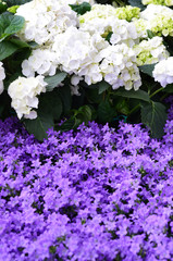 Fototapeta premium garden