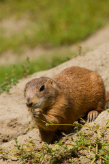 Marmot