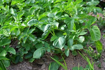 Young Potato Plant