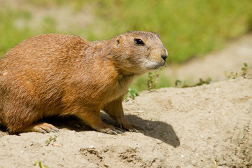 Marmot