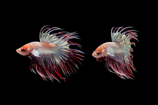 fighting fish