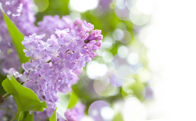 lilac purple flowers - Powered by Adobe