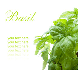 leaf of basil isolated