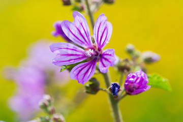 Obraz premium Common Mallow