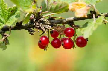 Red currants in bush
