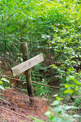 Grave in the forest