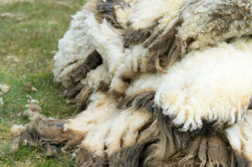 Wool of shaved sheep
