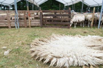 Wool of sheaved sheep