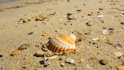 shell on the beach