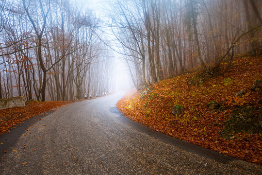 road through misty forest
