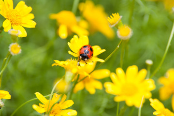 Ladybug on a yellow flower