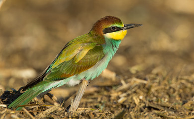 Bienenfresser Junges