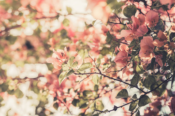 Paper flowers or Bougainvillea vintage