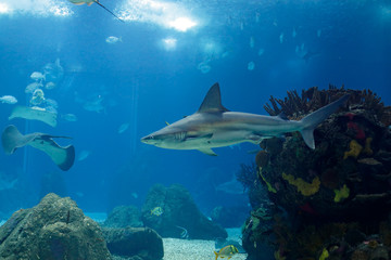 Fototapeta na wymiar Lisbon Oceanarium shark