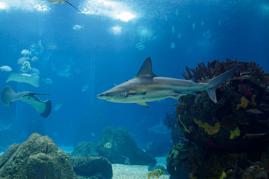Lisbon Oceanarium shark