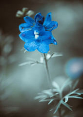 blue garden flower at abstract background