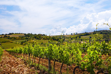 Fototapeta na wymiar Vine plants and hills in region of Siena, Tuscany, Italy.