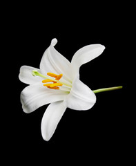 Obraz premium White lily