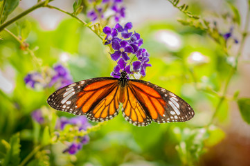 Butterfly feeding on flower